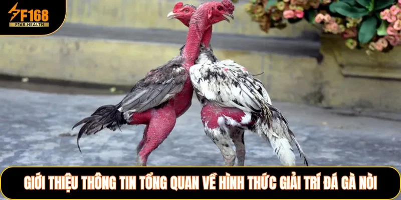 Giới thiệu thông tin tổng quan về hình thức giải trí đá gà nòi