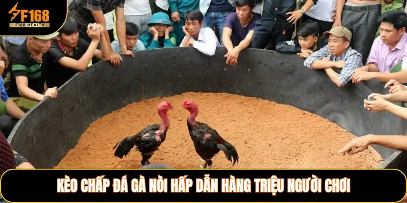 Kèo chấp đá gà nòi hấp dẫn hàng triệu người chơi