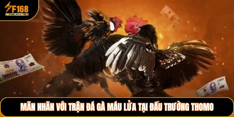 Mãn nhãn với trận đá gà máu lửa tại đấu trường Thomo