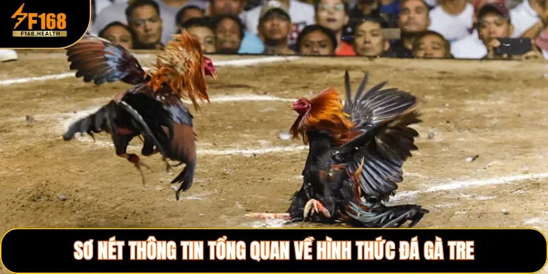Sơ nét thông tin tổng quan về hình thức đá gà tre
